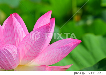 ハスの花　大賀ハス　古代ハス 54413849