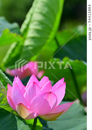 ハスの花 大賀ハス 古代ハス ハスの花 大賀ハス 古代ハス 54413864