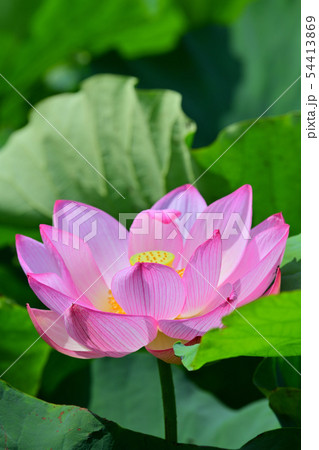 ハスの花 大賀ハス 古代ハス ハスの花 大賀ハス 古代ハス 54413869
