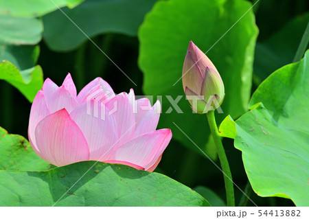 ハスの花 大賀ハス 古代ハス ハスの花 大賀ハス 古代ハス 54413882