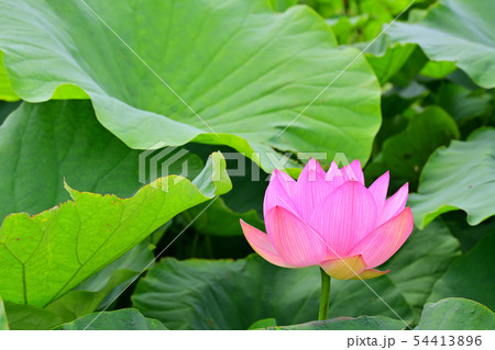 ハスの花　大賀ハス　古代ハス 54413896