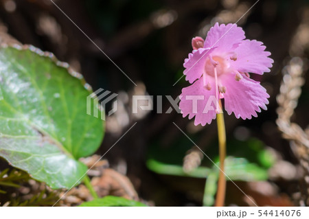 春の使者、イワウチワを見ながら那岐山を行く! (鳥取県八頭郡智頭町河津原)※作品コメント欄に撮影位置 春の使者、イワウチワを見ながら那岐山を行く! (鳥取県八頭郡智頭町河津原)※作品コメント欄に撮影位置 54414076
