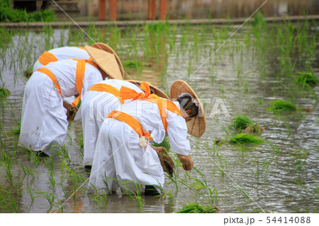住吉大社 御田植神事 住吉大社 御田植神事 54414088
