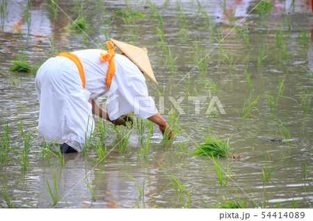 住吉大社　御田植神事 54414089