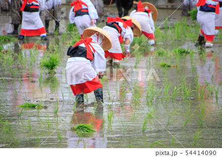 住吉大社　御田植神事 54414090
