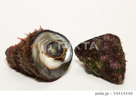 バテイラ 54414340