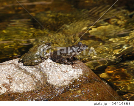 カジカガエル 54414363