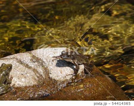 カジカガエル 54414365