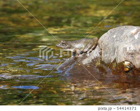 カジカガエル カジカガエル 54414371
