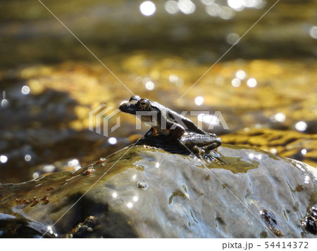 カジカガエル 54414372