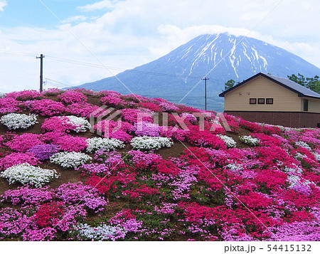 倶知安町の羊蹄山を望む芝桜庭園 倶知安町の羊蹄山を望む芝桜庭園 54415132