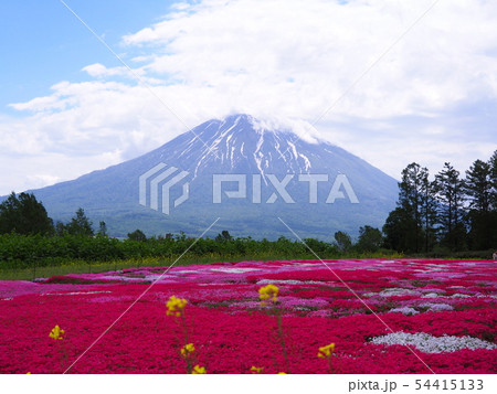 倶知安町の羊蹄山を望む芝桜庭園 倶知安町の羊蹄山を望む芝桜庭園 54415133