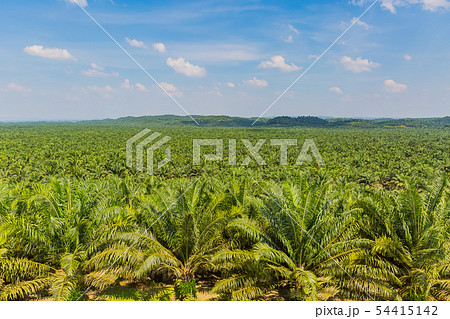 パーム農園 54415142