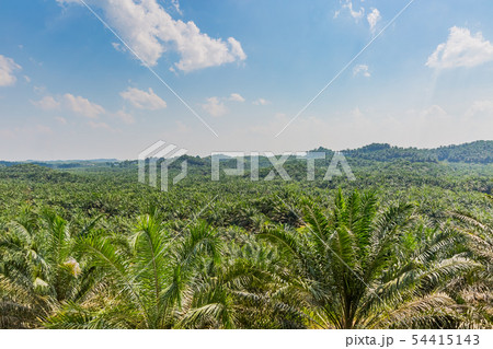 パーム農園 54415143