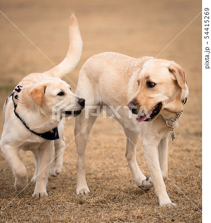 犬 子犬 白 54415269