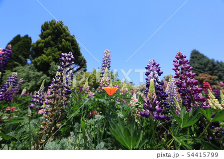 ルピナス9788 54415799