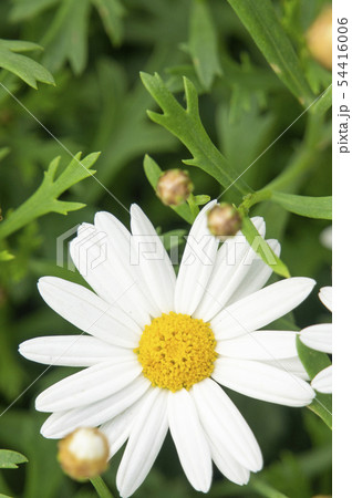 ノースポール 54416006