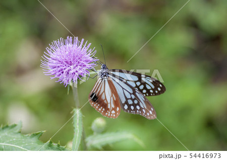 アサギマダラ 54416973