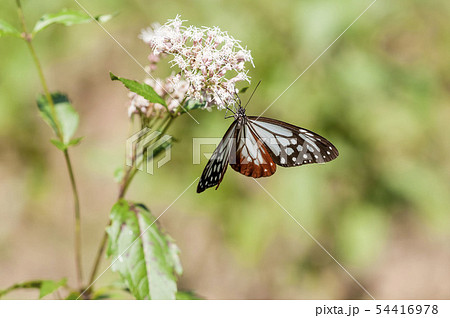 アサギマダラ 54416978