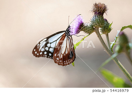 アサギマダラ アサギマダラ 54416979