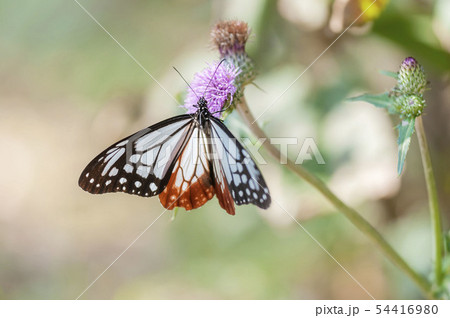 アサギマダラ 54416980
