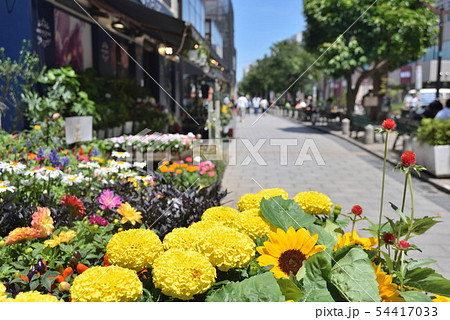 自由が丘 マリクレールストリート 自由が丘 マリクレールストリート 54417033