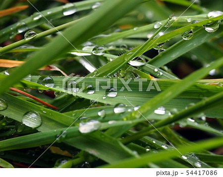 雨上がりの雑草(葉についたたくさんの水滴:溢液) 雨上がりの雑草(葉についたたくさんの水滴:溢液) 54417086