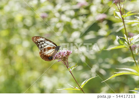 アサギマダラ 54417213