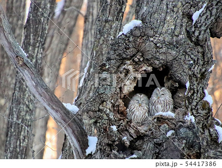 エゾフクロウ4 54417386
