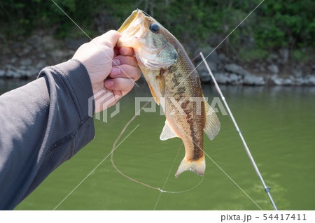 バス釣り(ブラックバス) 54417411