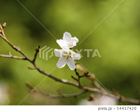 秋イメージ 54417420