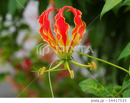 グロリオサの花のクローズアップ 54417535