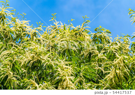 栗の花　【長野県】 54417537