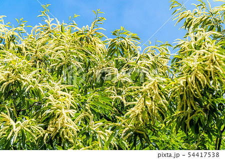栗の花　【長野県】 54417538