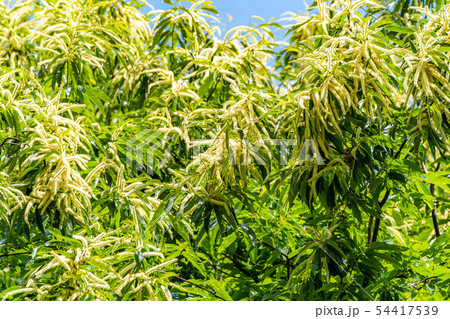 栗の花　【長野県】 54417539