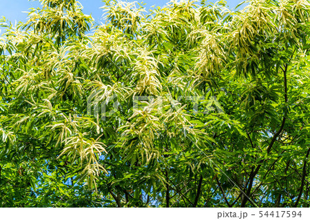 栗の花　【長野県】 54417594