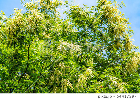 栗の花　【長野県】 54417597