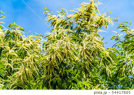 栗の花　【長野県】 54417605