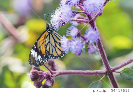 スジグロカバマダラ スジグロカバマダラ 54417615