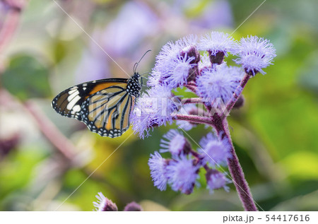 スジグロカバマダラ 54417616