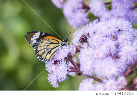 スジグロカバマダラ スジグロカバマダラ 54417617