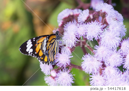 スジグロカバマダラ 54417618