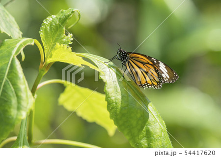 スジグロカバマダラ スジグロカバマダラ 54417620