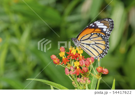 スジグロカバマダラ スジグロカバマダラ 54417622