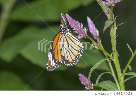 スジグロカバマダラ 54417623