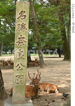 世界遺産・奈良公園 54417722