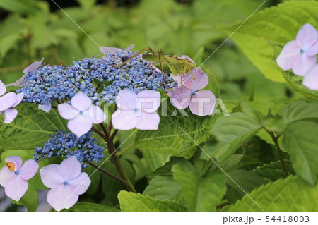 ヤブキリ ヤブキリ 54418003