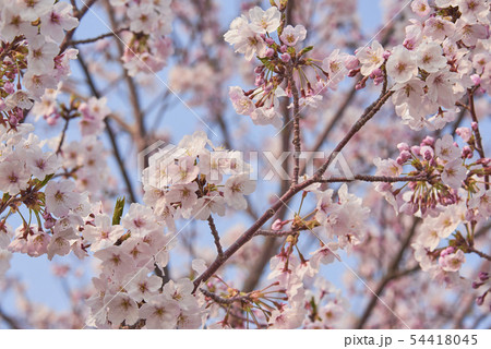 【桜】　4月　新年度　春　サクラ 54418045