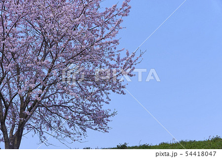 【桜】　4月　新年度　春　サクラ 54418047