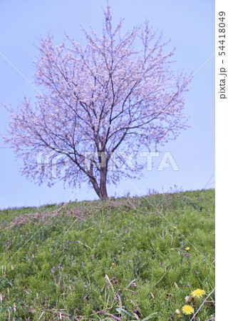 【桜】　4月　新年度　春　サクラ 54418049